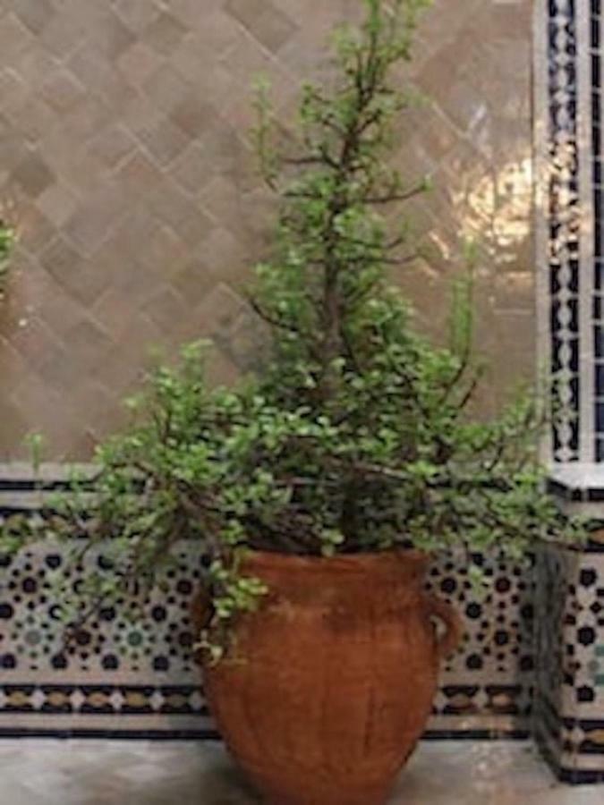 Traditional Moroccan House Taghazout Exterior photo